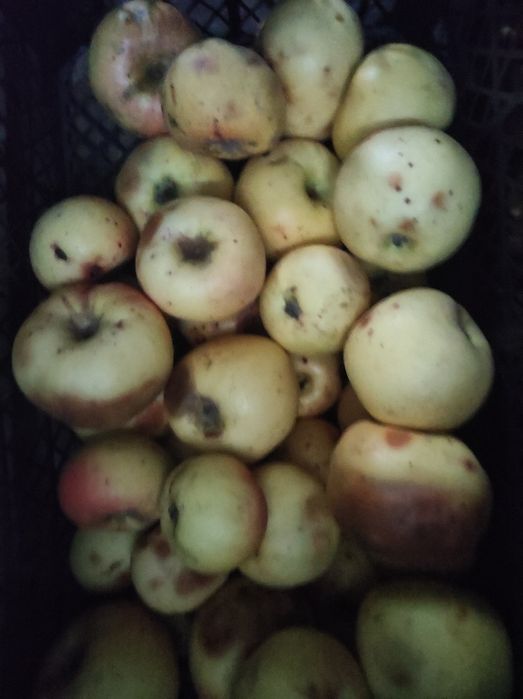 яблука осінні 13-15 грн. (жовті,червоні), різних осінньо-зимових сорті