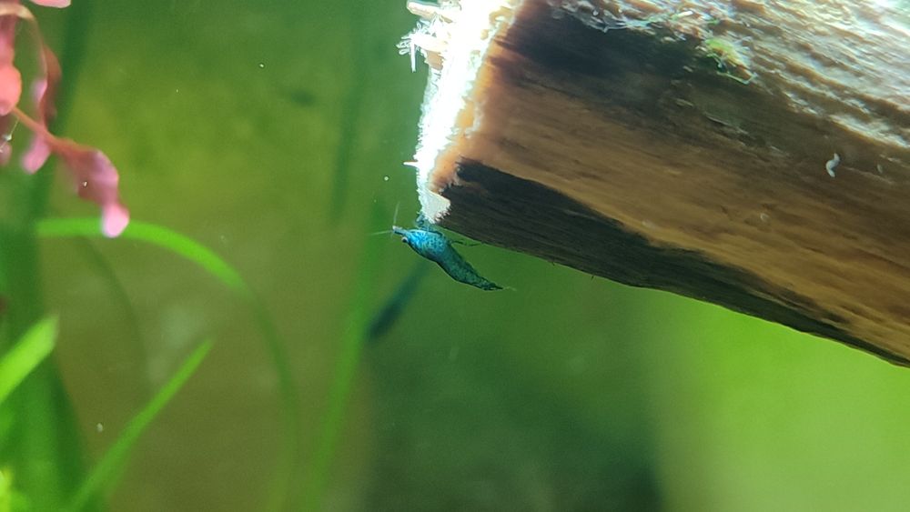 Camarões Neocaridina "Blue Carbon Rili"