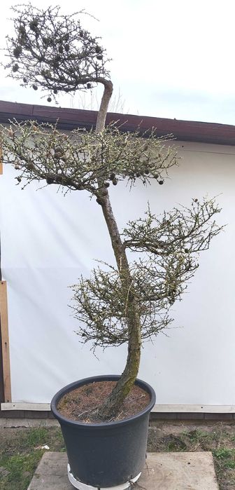Bonsai Niwaki Modrzew