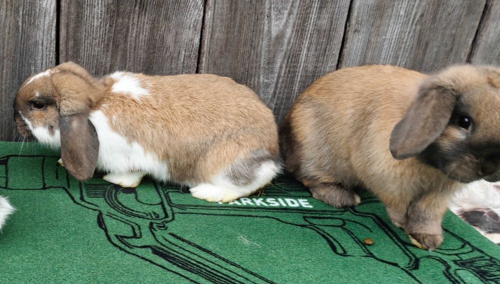 Barany Karzełki Madagaskarowe