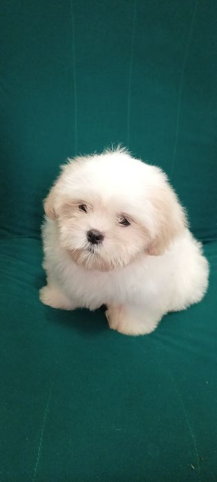 Mal shi, maltańczyk, shih tzu, komplet szczepień