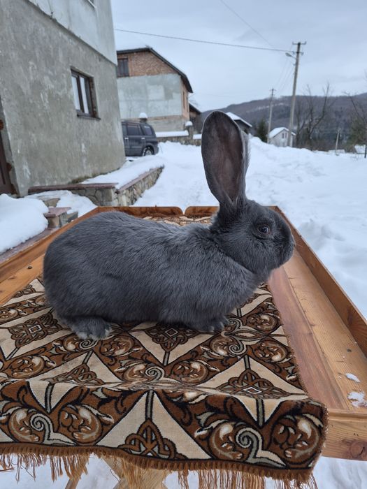 Кролики бельгійські велетні  - голубі
