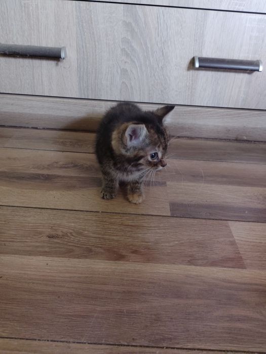 Oddam kotki za darmo