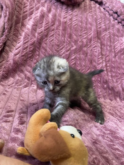 Шотландські весловухі кошенята