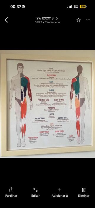 Quadro com identificaçao dos diferentes grupos musculares