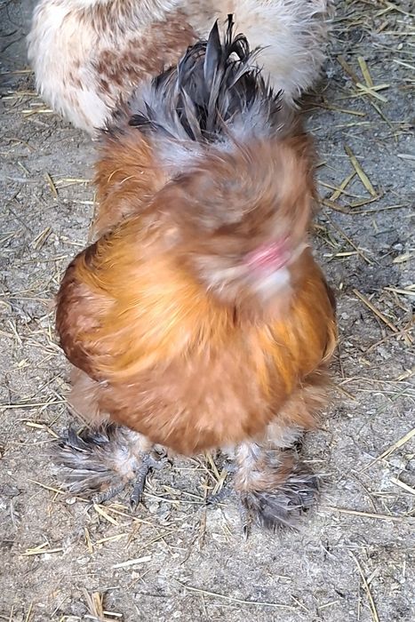 Sprzedam koguty silki