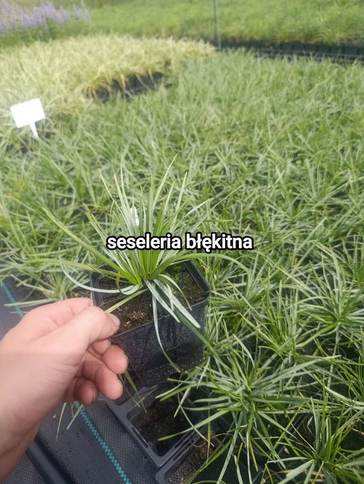 Sesleria błękitna, trawa ozdobna