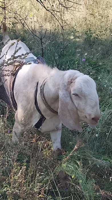 Кози Англонубійські. Продається цап.