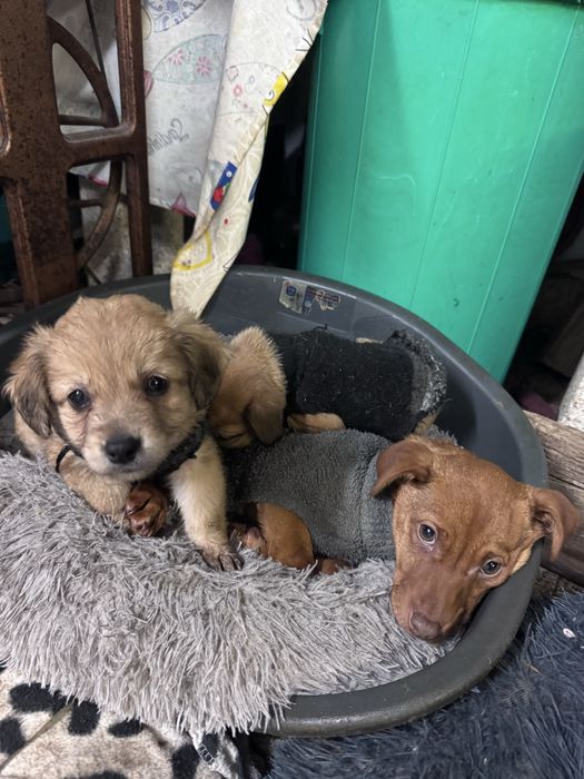 Julio - 4 meses e meio, 4kg (6kg em adulto)