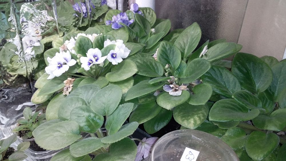 продам цветущие сортовые фиалки