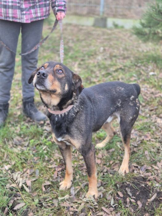 Mikado - kundelek, który wyczekuje adopcji!