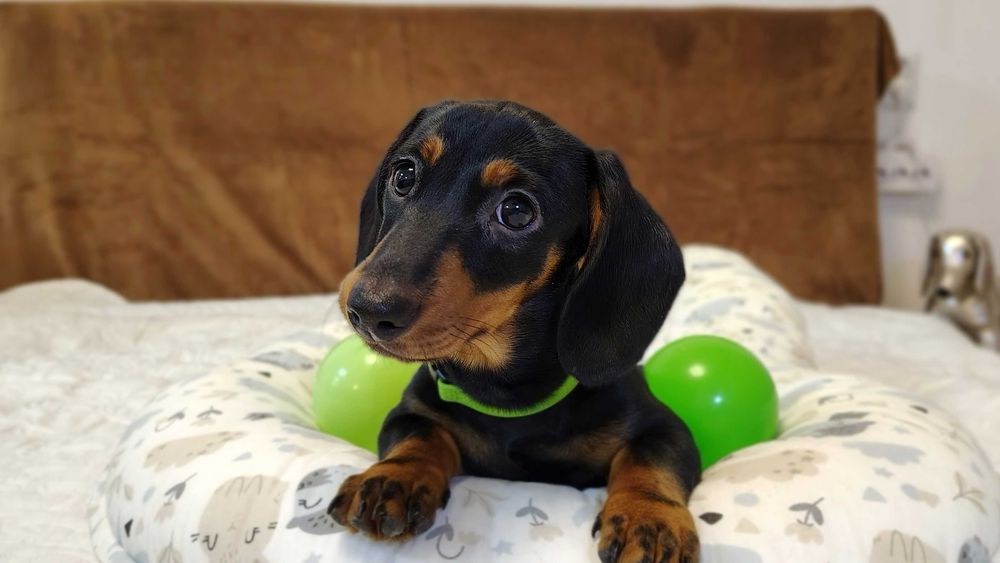 ZAREZERWOWANA Suczka Jamnik krótkowłosy czarna podpalana Kraków