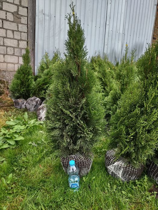 Tuja Szmaragd Zapraszam!!!Bardzo dobre ceny!!!Każda 10sztuka GRATIS!!!