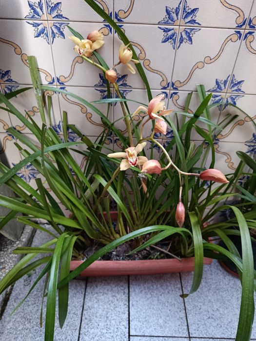 Vaso retangular com orquídea