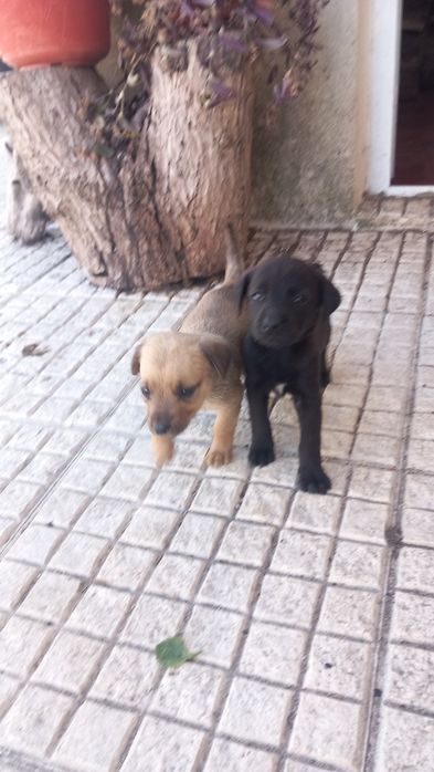 Só já restam estas 2 lindas cachorrinhas