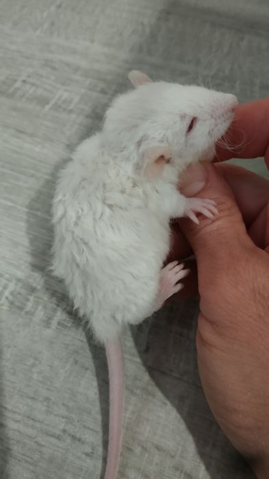 Декоративные крыски разные окрасы Дамбо Рекс крысята криса крысы