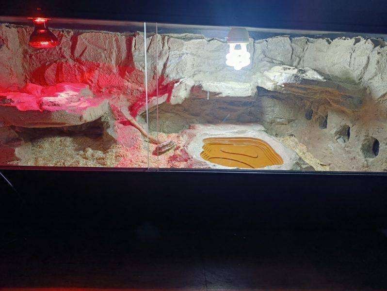 Terrarium pustynne, tropikalne. Żółw, jaszczurka.