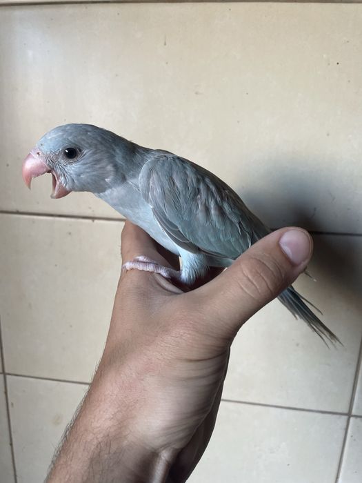 Ring Neck Muito MEIGO AZUL canela