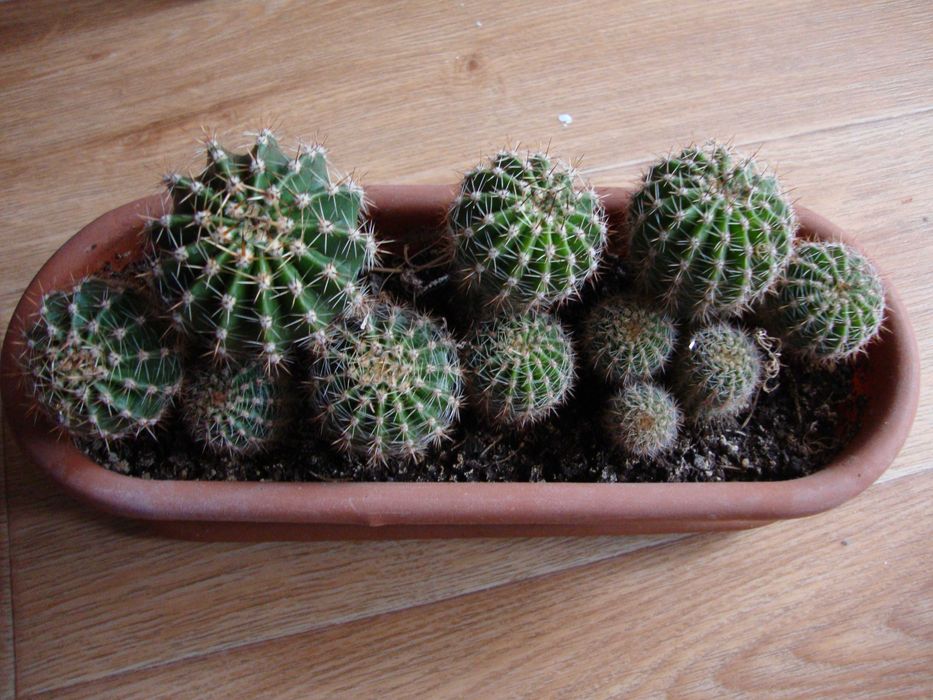 Растения: алоэ, кактусы