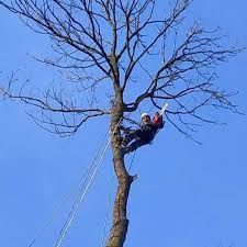 Придлагаю услуги різноробочого!Ремонт бензоінструмента,Зрізання дерев,