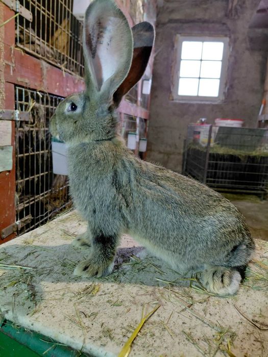 Olbrzym belgijski samczyki