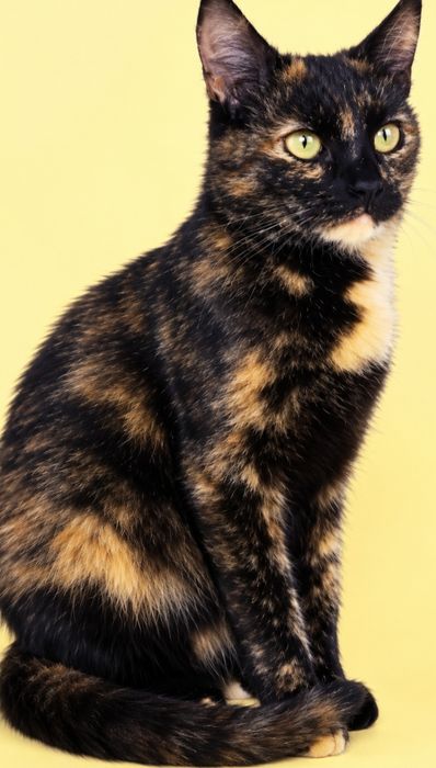 котики шукають добрих і порядних хазяїнів