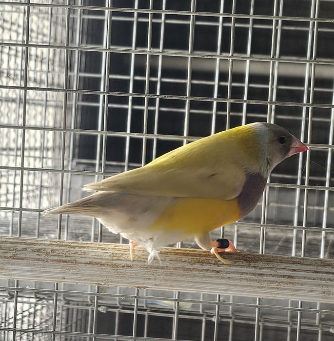 Diamante gould macho