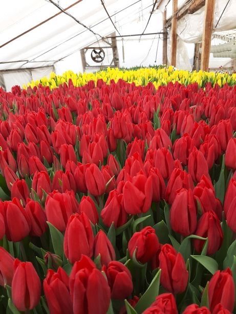 Тюльпани від виробника