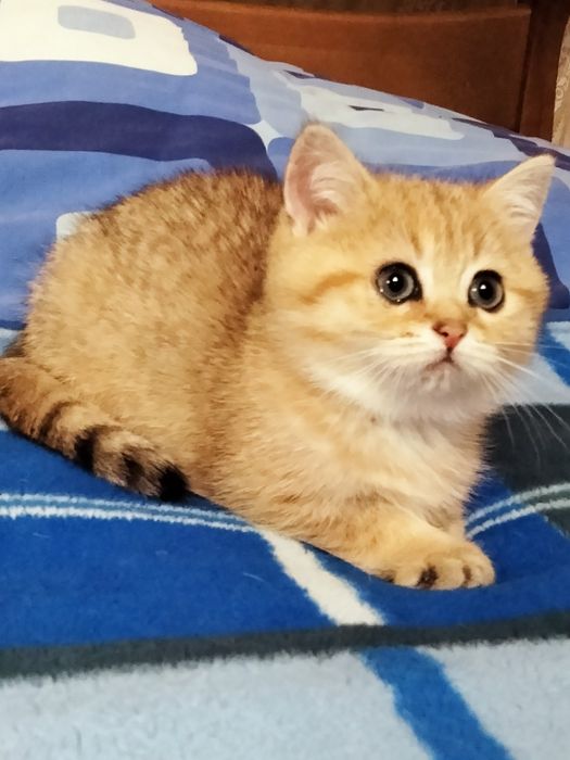 Золотой кот приглашает на вязку!