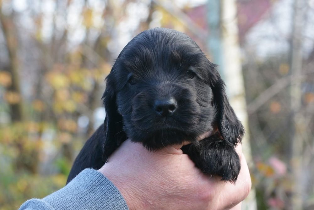 Cocker Spaniel Angielski ZKwP/FCI
