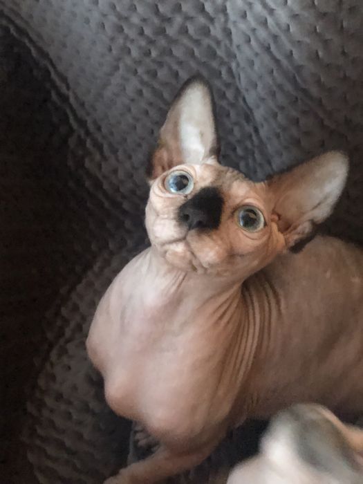 Канадский сфинкс,стерилизованная.