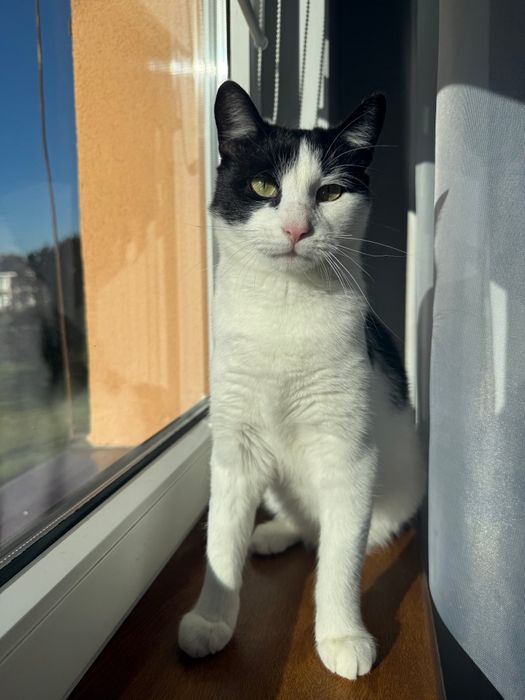 2 letnia kotka do adopcji