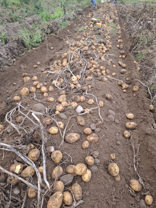 LILLY  GALLA  SATINA ziemniaki prosto od rolnika!!!DOSTAWA H