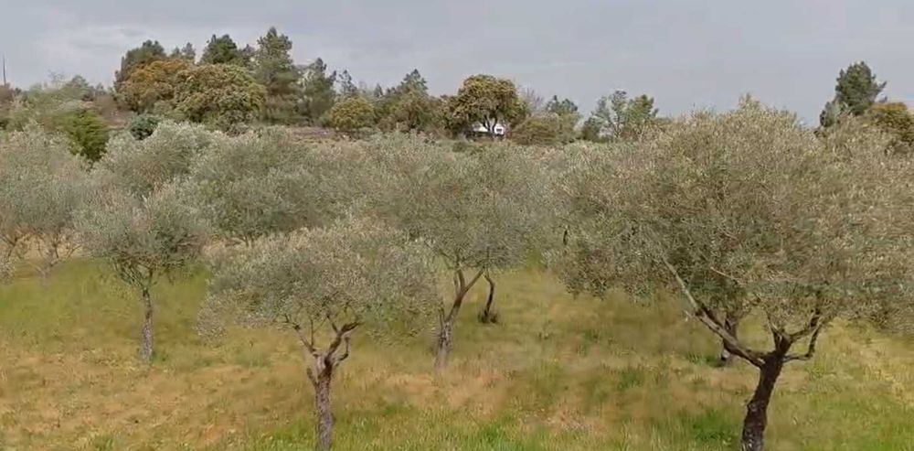50 oliveiras adultas (≈15 anos) para venda