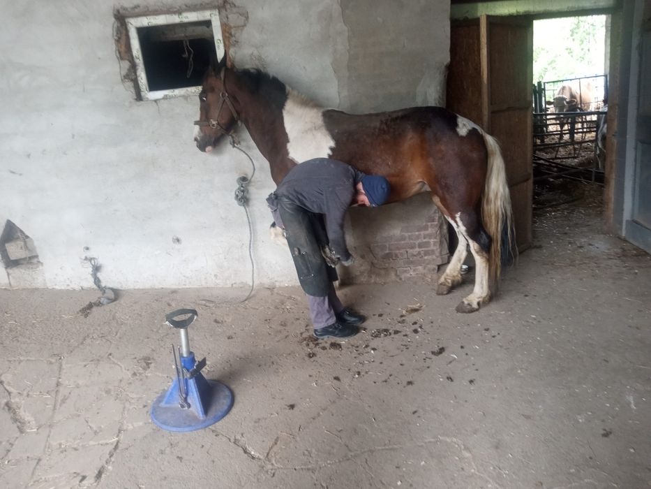 Klaczka typ szlachetna