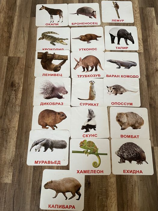 Картки розвиваючі ( методика Г. Домана)