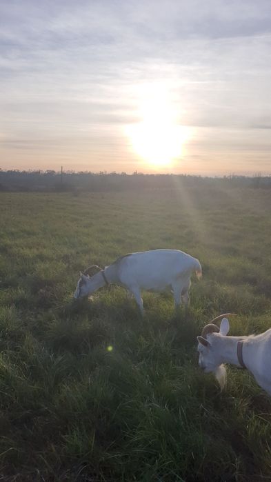 Продається козочка зааненської породи ,молочна лінія,молоко без запаху