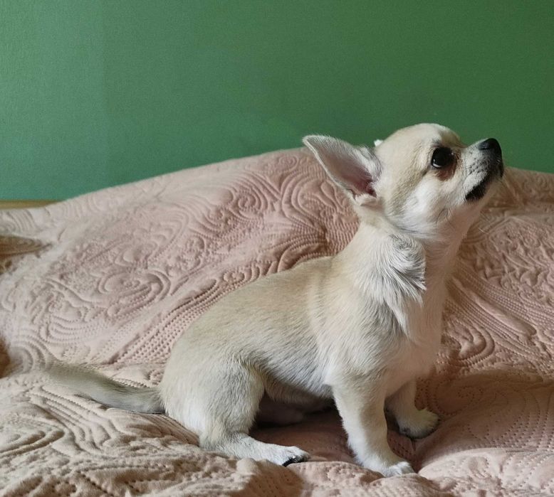Chihuahua maleńki piesek krótkowłosy