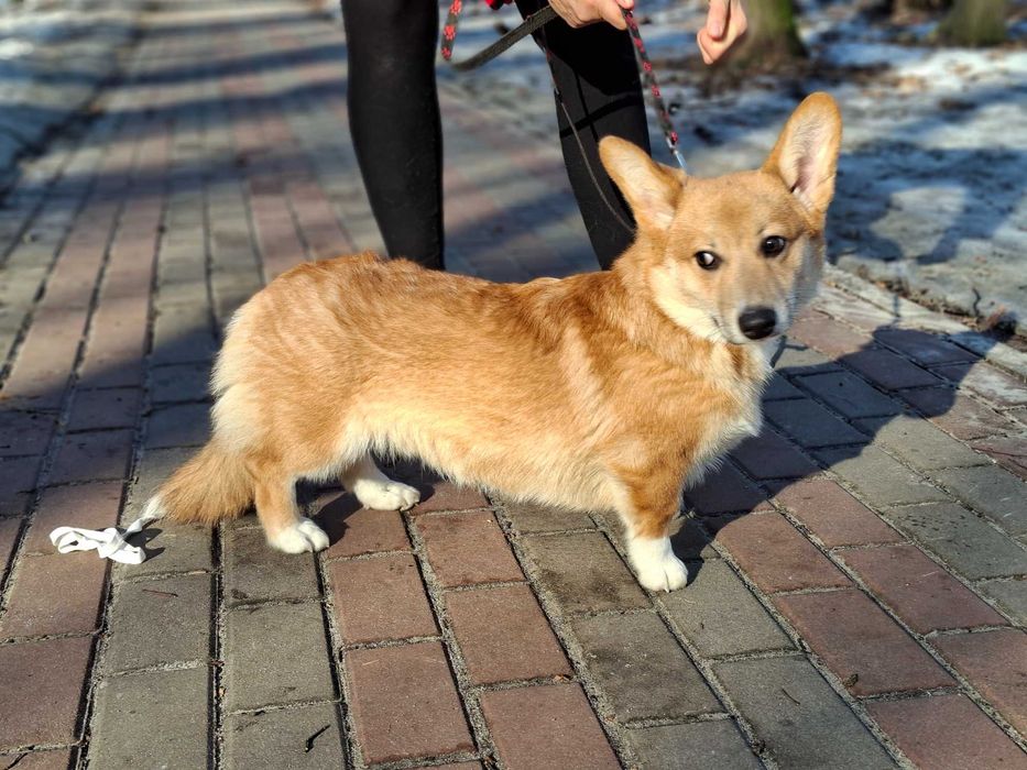 Дуже чудовий хлопчик вельш коргі пемброк,док КСУ,Київ