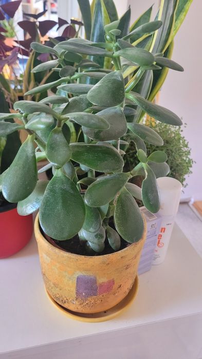 Duże drzewko szczescia