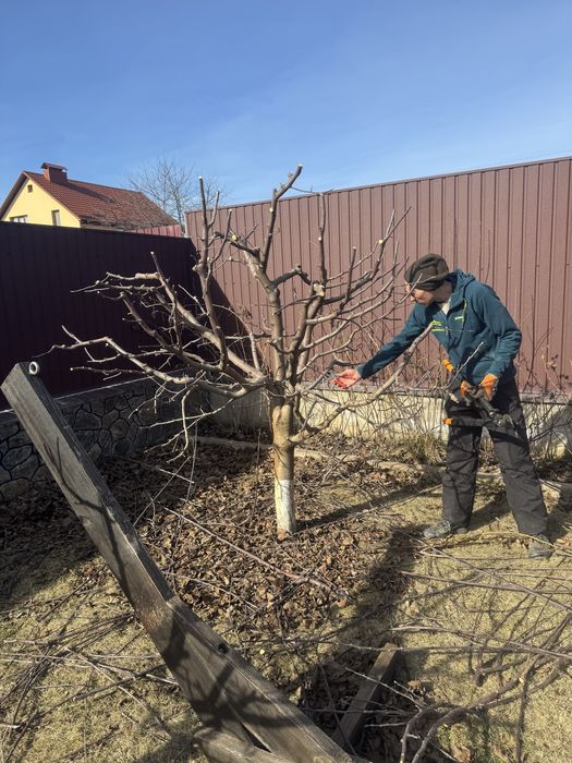 Професійна обрізка дерев. Вінниця