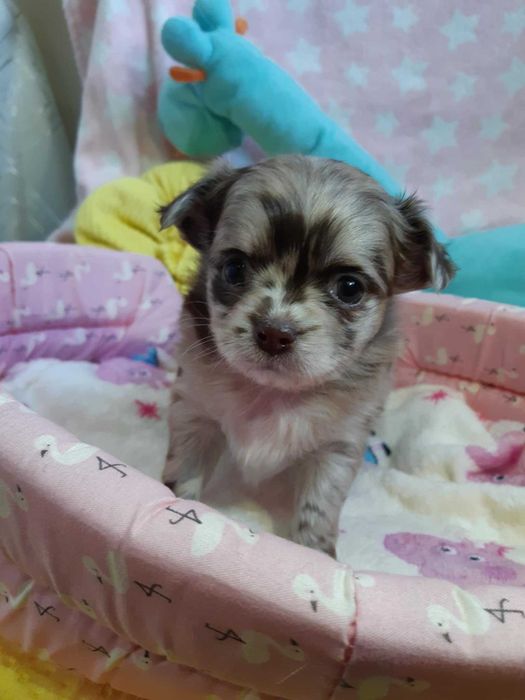 Chihuahua długowłosy Piesek Beżowy Merle