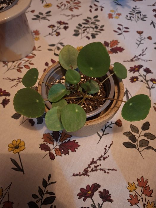 Pieniążek pilea roślinki