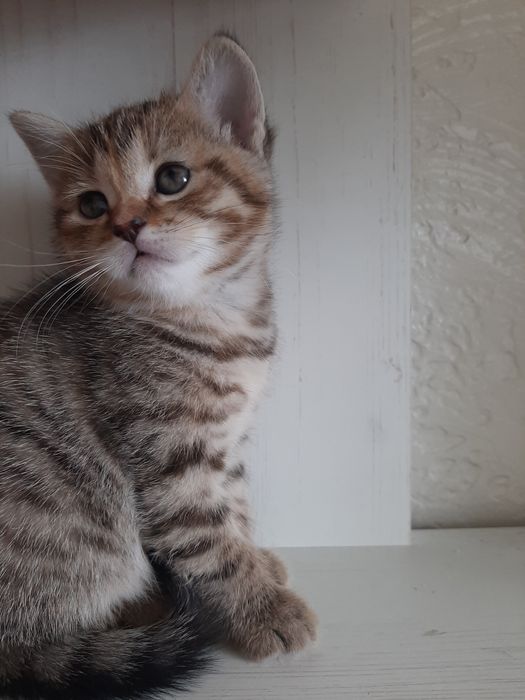 Котенятко шотландське