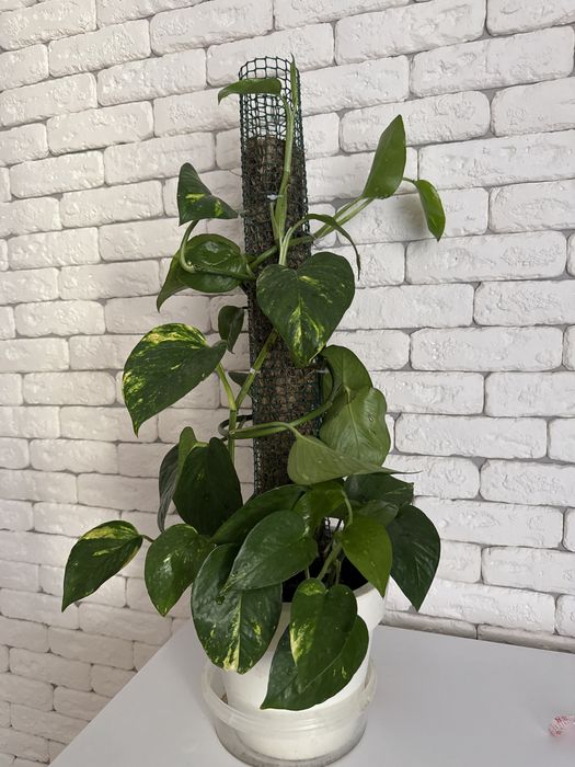 Мохова опора для кімнатних рослин