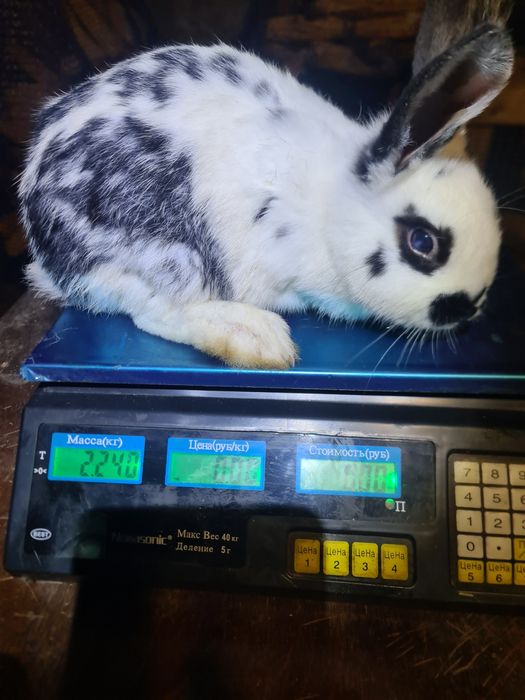 Кролики на плід.Кроли на племя