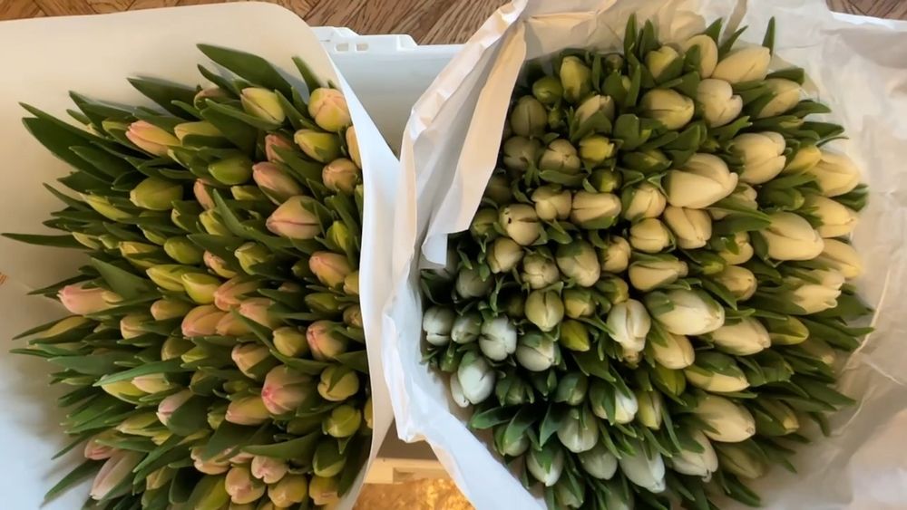 Тюльпан ОПТ 30грн Миколаїв