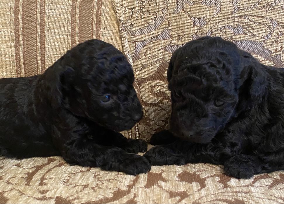 Малышки пуделишки