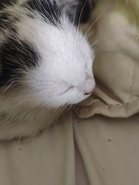 Kotek do adopcji