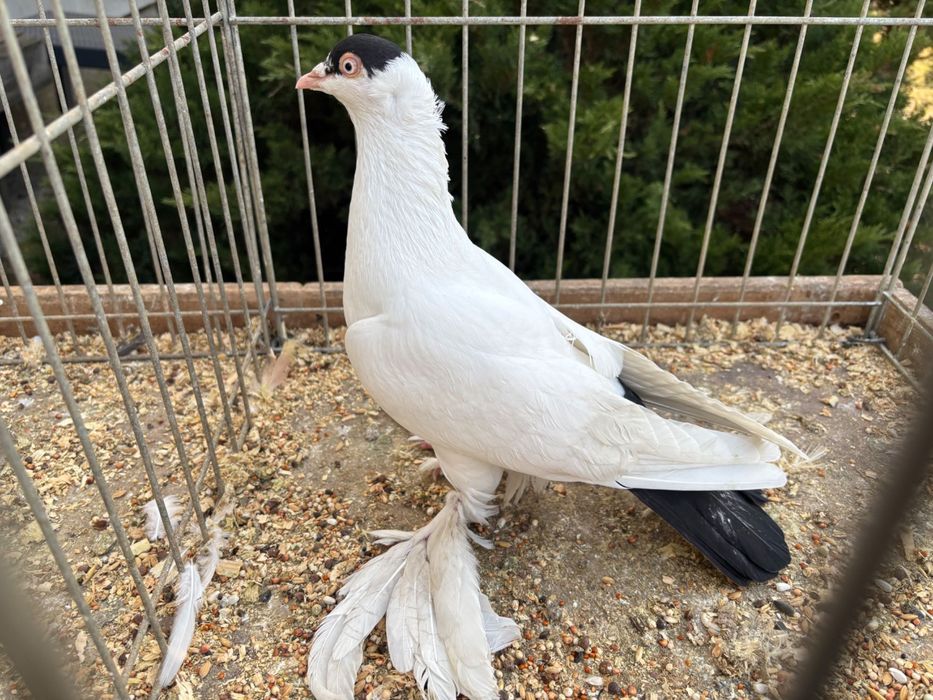 Gołębie Krymki  ozdobne